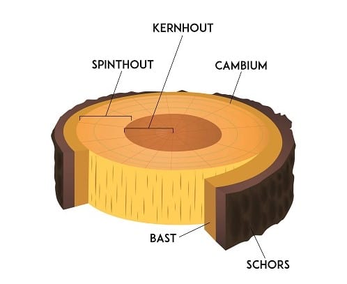 anatomie van een boomstronk