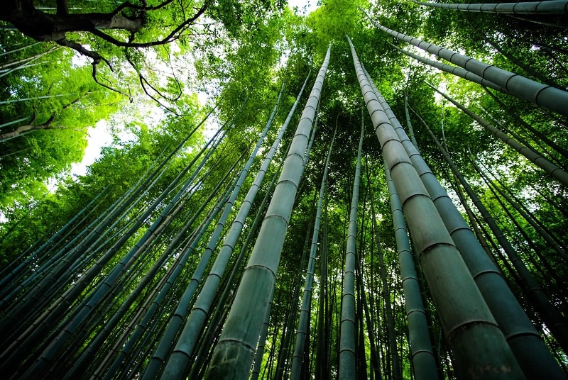 hoe-hoog-wordt-bamboe