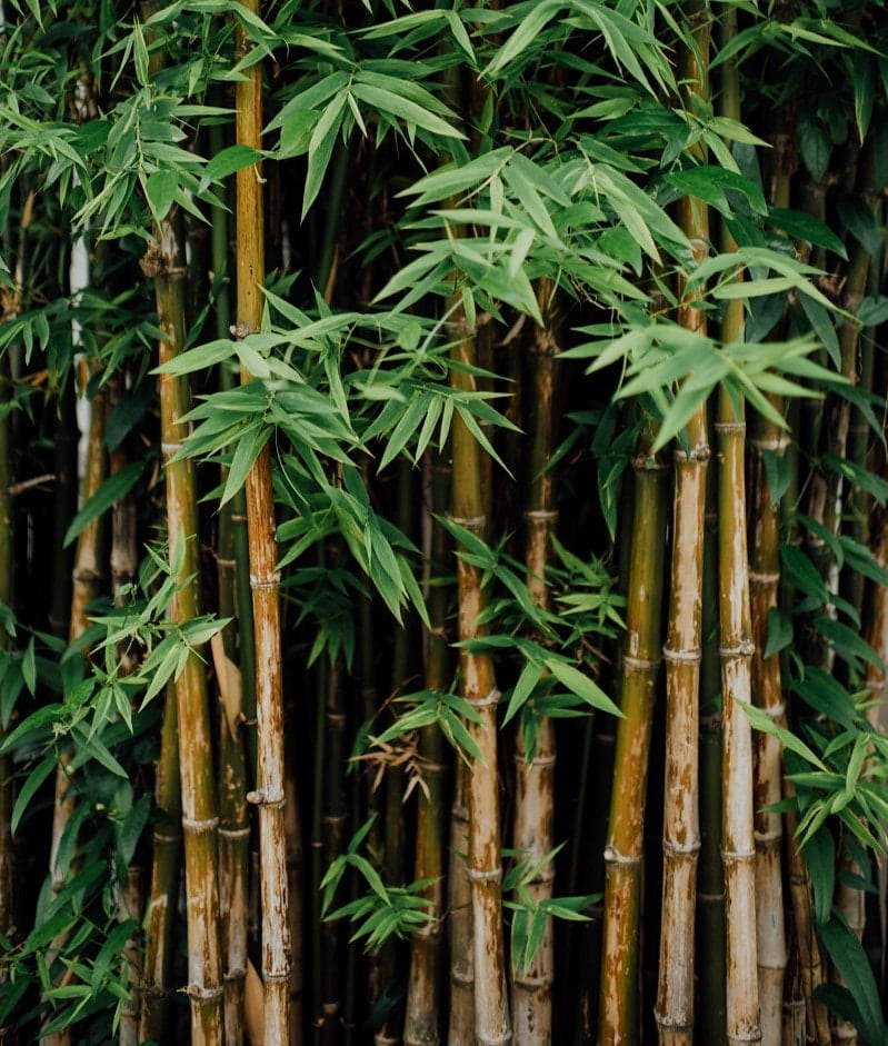 wat-is-bamboe